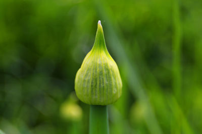 Close-up of fresh green leaf