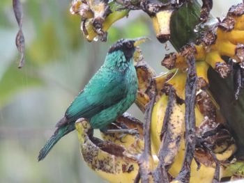 Close-up of bird perching on branch