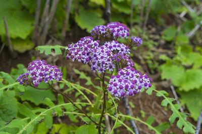 Close-up of purple flowering plant