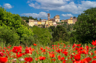 Poppies field in lorenzana, tuscany 