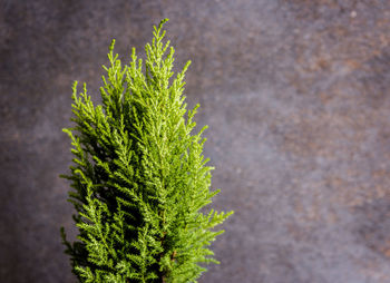 High angle view of pine tree against wall