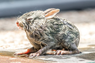 Wet baby bunny, after i saved it out of our pool before it drowned.