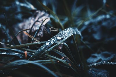 Close-up of raindrops on grass