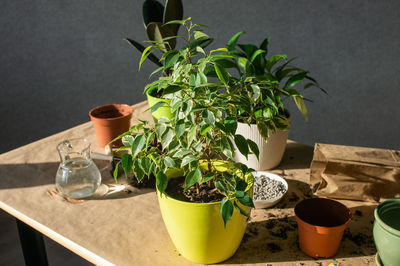 Indoor ficus plants are on the table for transplanting. a tool for transplanting. empty pots