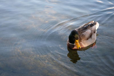 Duck swimming in lake