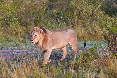 Side view of a cat on grass