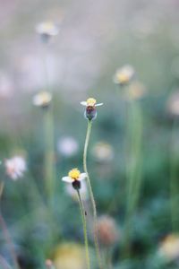 Close-up of insect on flower