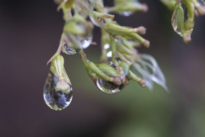 Close-up of raindrops on flower buds