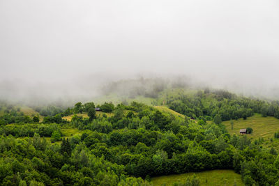 Summer / spring landscape of a hill forest in moieciu de jos, brasov, transylvania, romania.