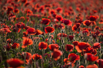 Close-up of red tulips blooming in field