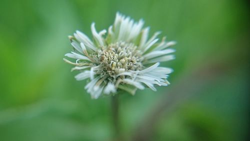 Close-up of white flowering plant