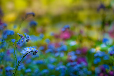 Close-up of purple flowering plant