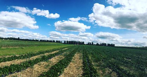 Scenic view of agricultural field against sky