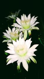 Close-up of white flower against black background