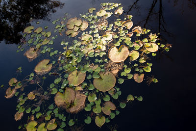 Leaves floating on water