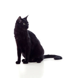 Black cat sitting on white background