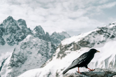 Bird perching on mountain