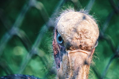 Close-up portrait of a bird