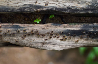 Close-up of insect on wood