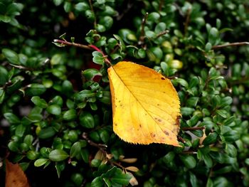 Close-up of yellow leaf during autumn