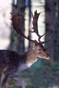 Deer in forest