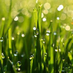 Close-up of water drops on grass