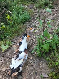 High angle view of bird on land