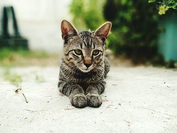 Close-up portrait of cat