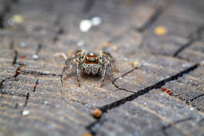 Beautiful macro photo of a colorful jumping spider