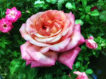 Close-up of pink rose blooming outdoors