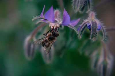 Close-up of bee pollinating on flower