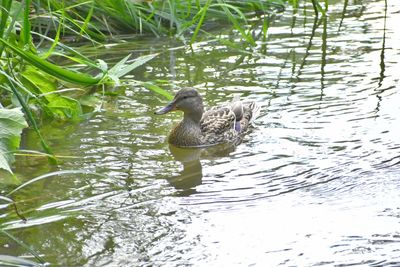 High angle view of duck swimming in lake