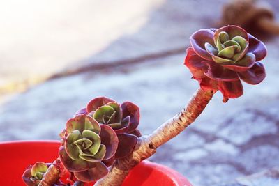 Close-up of rose plant