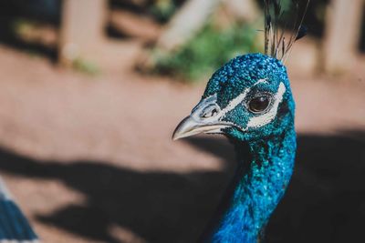 Close-up of peacock outdoors