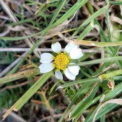 Close-up of fresh white daisy flowers