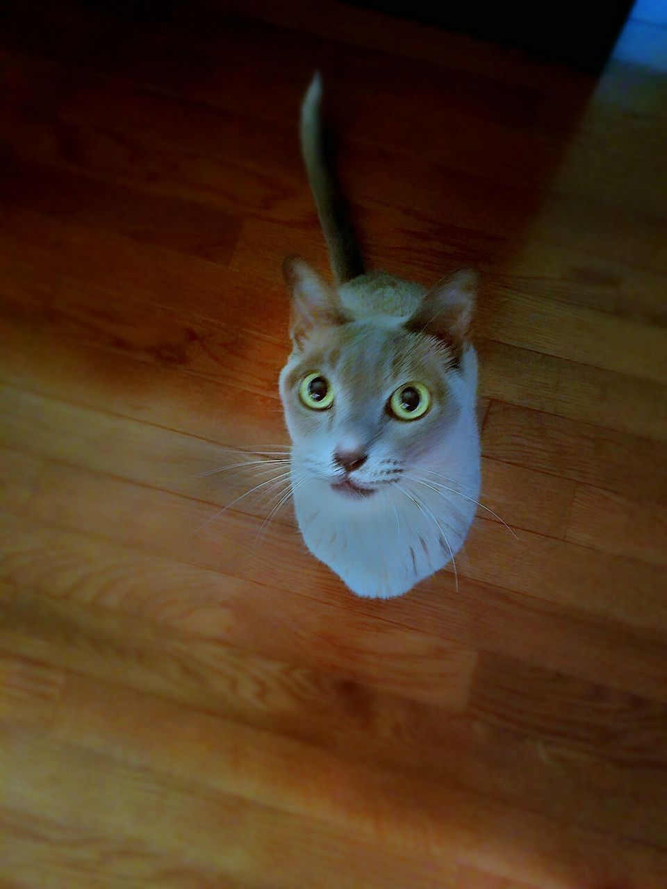 CLOSE-UP OF CAT SITTING ON WOODEN FLOOR