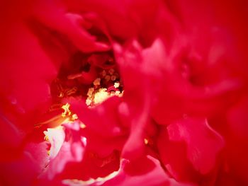 Full frame shot of pink rose flower