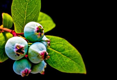 Close-up of berries growing against black background