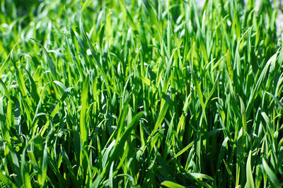 Full frame shot of fresh green field