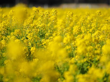 Scenic view of oilseed rape field