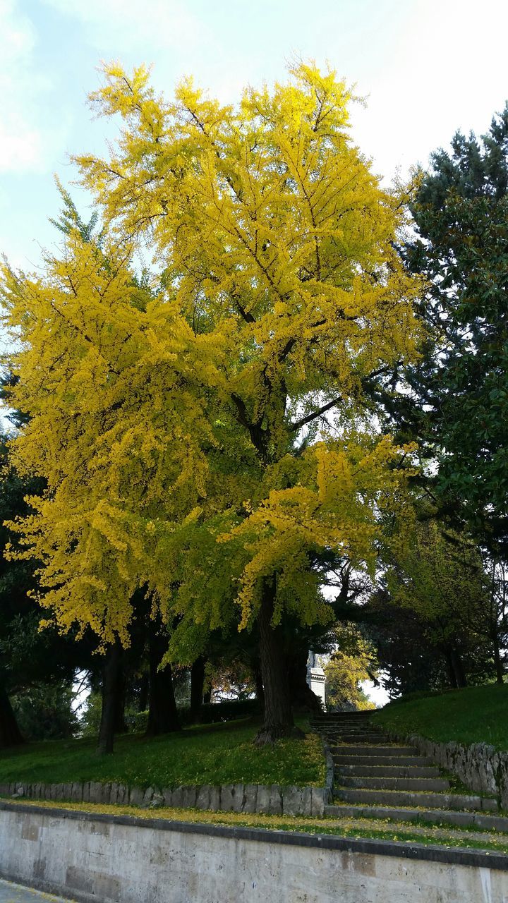 tree, growth, tranquility, beauty in nature, nature, branch, autumn, sky, tranquil scene, change, park - man made space, green color, scenics, yellow, season, day, outdoors, field, sunlight, landscape