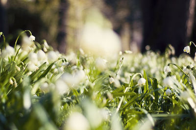 Close-up of grass