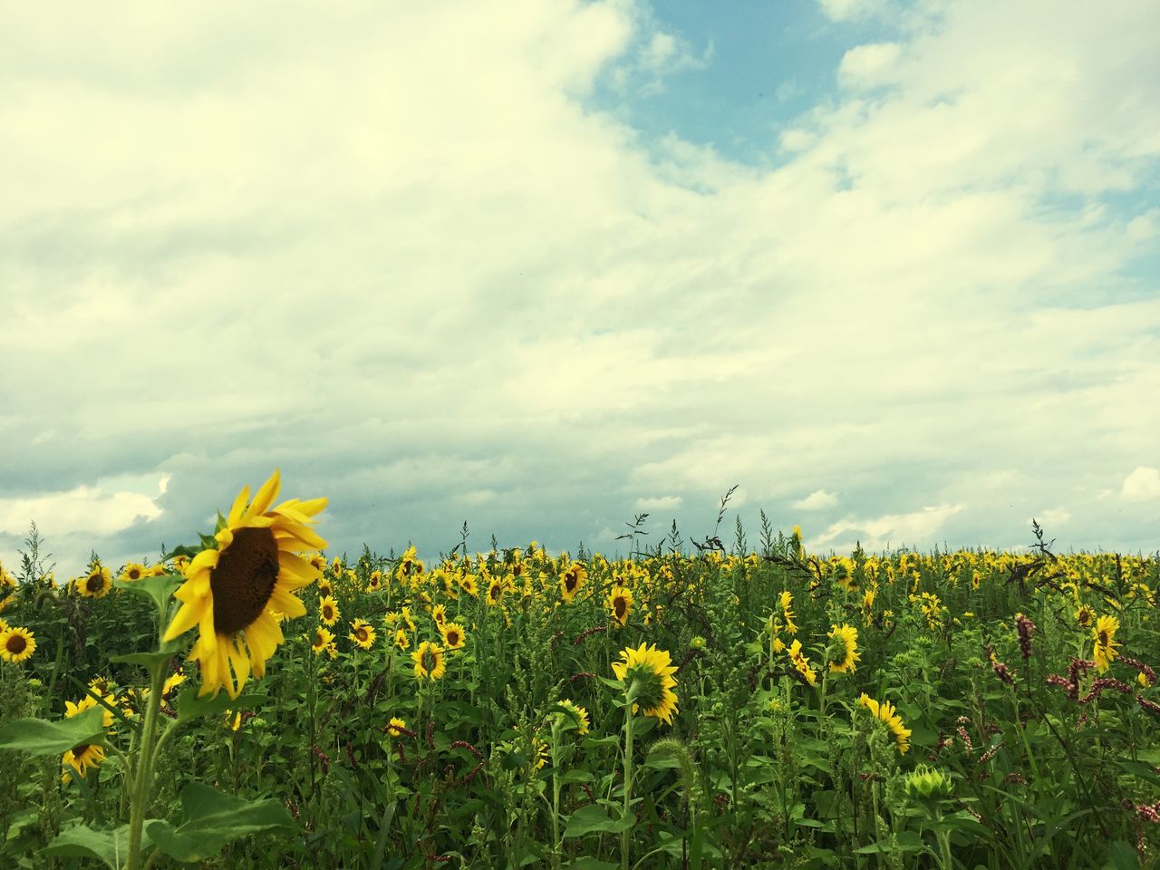 flower, yellow, sky, freshness, growth, beauty in nature, cloud - sky, field, fragility, nature, plant, cloudy, sunflower, blooming, cloud, rural scene, petal, agriculture, landscape, tranquil scene