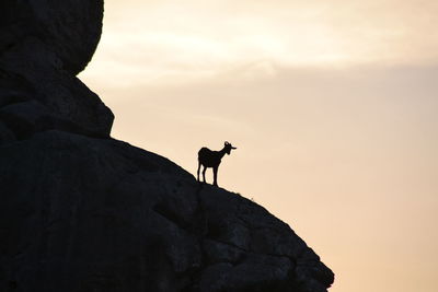 Low angle view of silhouette man standing against sky