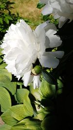 Close-up of white flowering plant