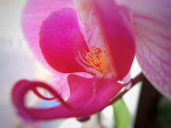 Close-up of pink flower