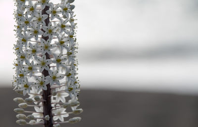 Close-up of white flowering plant