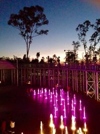 Illuminated trees at night