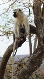 Close-up of monkey sitting on tree trunk