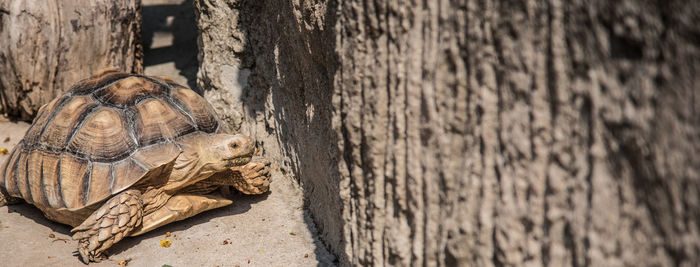 Close-up of tortoise